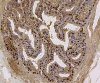Anti-Eftud2 Antibody (9L848)
