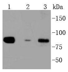 Anti-DAXX Antibody (9O762)