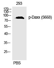 Anti-Phospho-DAXX (Ser668) Polyclonal Antibody