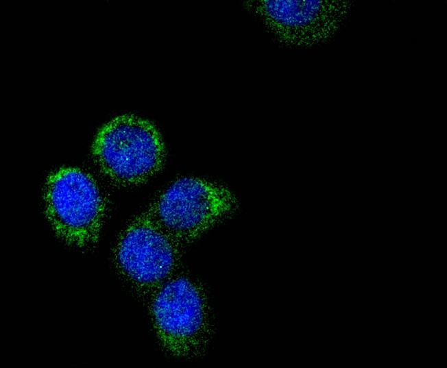 Anti-CYCS Antibody (7T202)