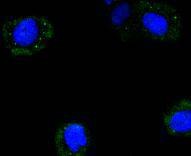Anti-Cyclin B2 Antibody (9U494)