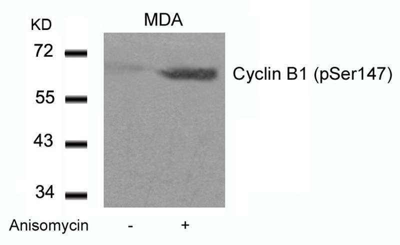 Anti-Phospho-CCNB1 (Ser147) Polyclonal Antibody