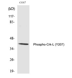 Anti-Phospho-CrkL (Tyr207) Polyclonal Antibody