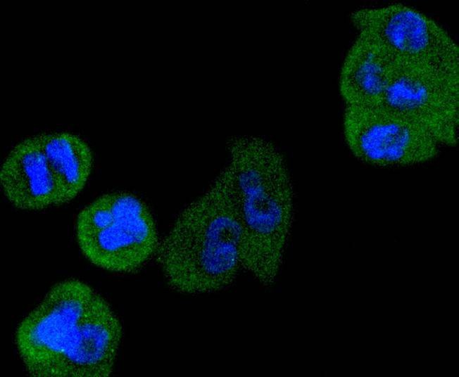 Anti-Cyclin D3 Antibody (5L448)
