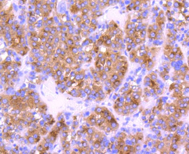 Anti-CST3 Antibody (6K312)