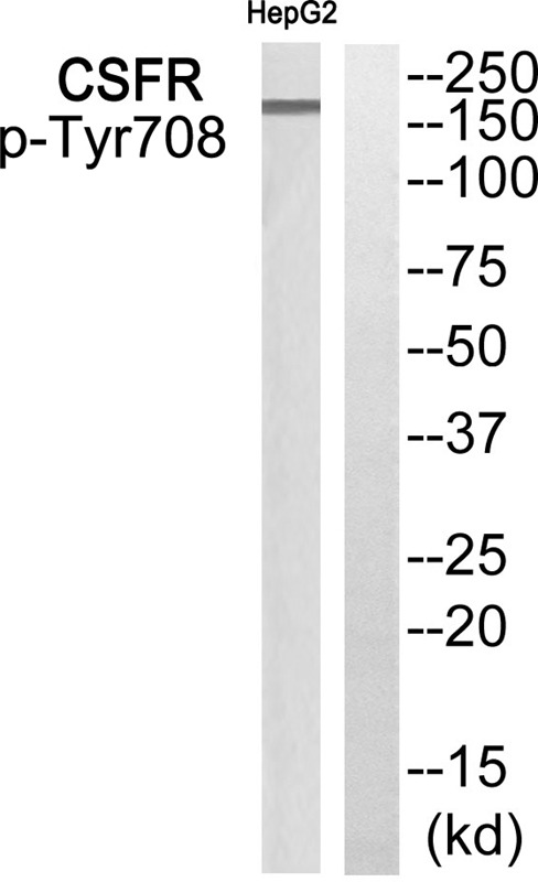 Anti-Phospho-CSF1R (Tyr708) Polyclonal Antibody