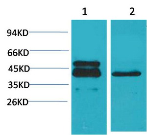 Anti-CREB1 Antibody (5D605)