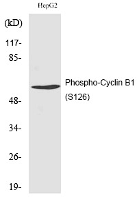 Anti-Phospho-CCNB1 (Ser126) Polyclonal Antibody