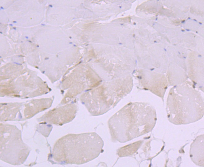 Anti-XPO1 Antibody (2H608)