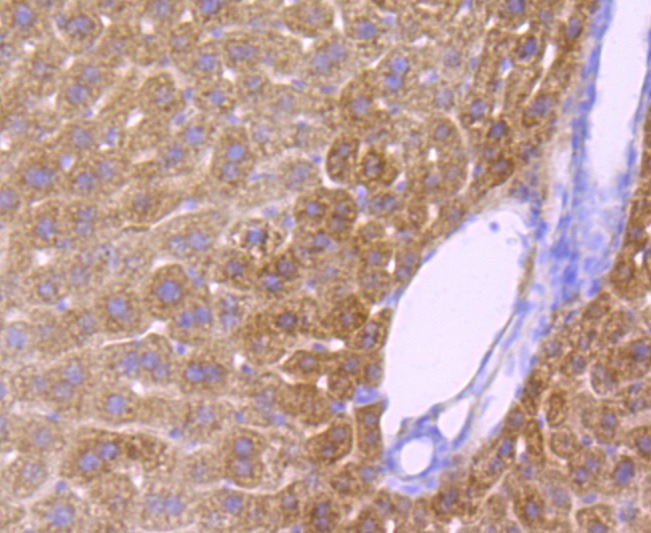 Anti-CYP2E1 Antibody (3A626)