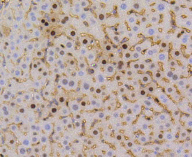 Anti-CCND1 Antibody (4L128)