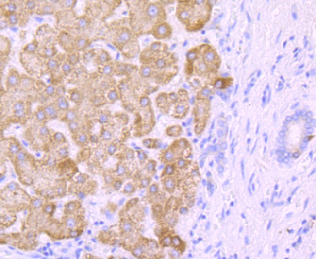 Anti-CYP2E1 Antibody (3A626)