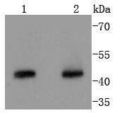 Anti-Cyclin B2 Antibody (9U494)