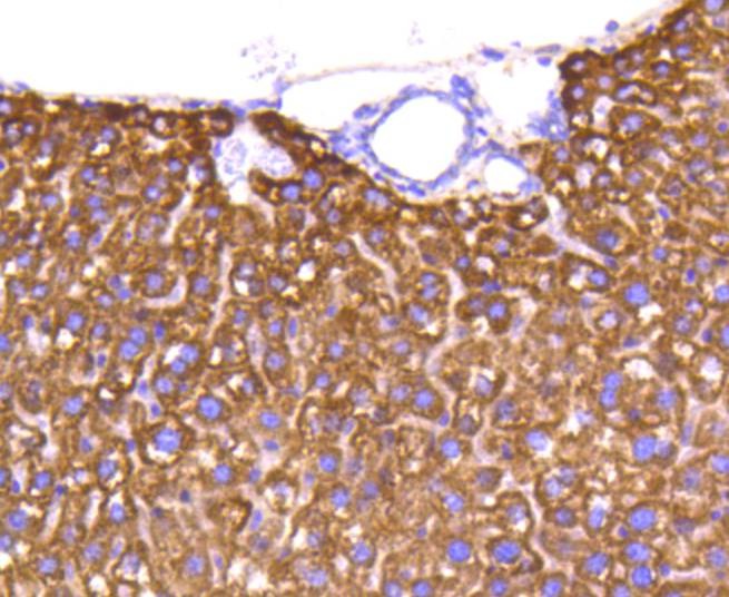 Anti-CYCS Antibody (7T202)