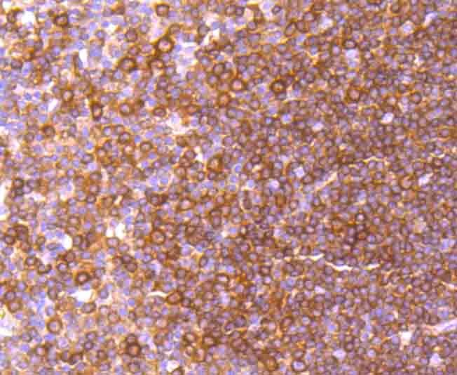 Anti-c-Rel Antibody (9I816)