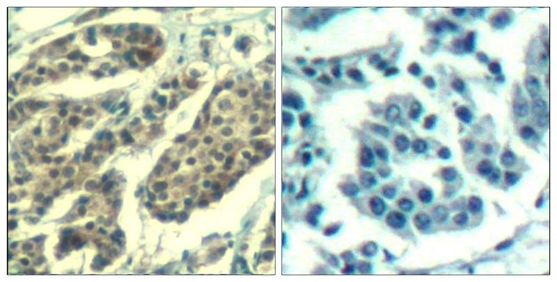 Anti-Phospho-CCNB1 (Ser147) Polyclonal Antibody