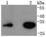 Anti-Cyclin D3 Antibody (5L448)