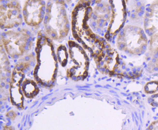Anti-CYCS Antibody (7T202)