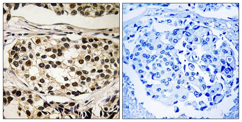 Anti-Phospho-Cyclin C (Ser275) Polyclonal Antibody