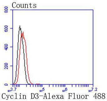 Anti-Cyclin D3 Antibody (5L448)