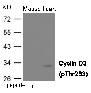 Anti-Phospho-Cyclin D3 (Thr283) Polyclonal Antibody