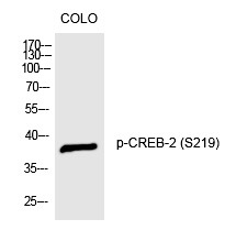 Anti-Phospho-ATF-4 (Ser219) Polyclonal Antibody