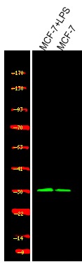 Anti-Phospho-CCND1 (Ser90) Polyclonal Antibody