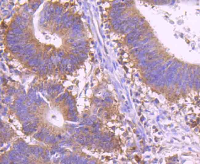 Anti-c-Rel Antibody (9I816)
