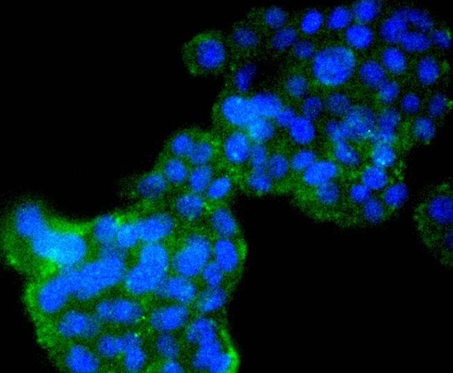 Anti-Cyclin B2 Antibody (9U494)