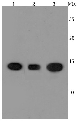 Anti-Cyclophilin A Antibody (4Y81)