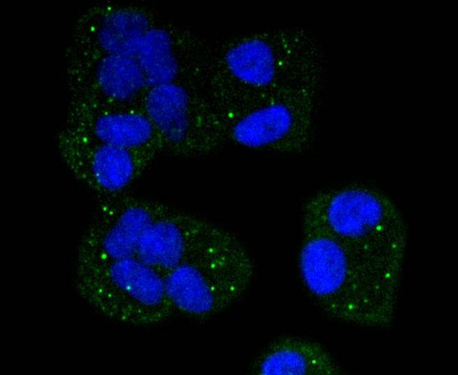 Anti-CYCS Antibody (9A456)