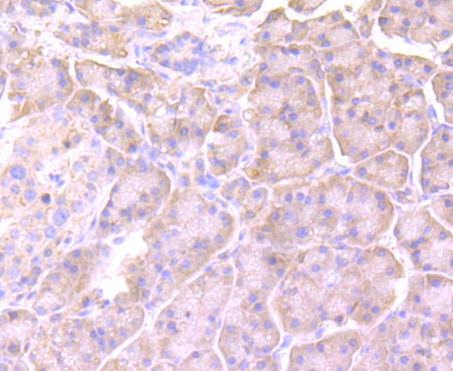 Anti-Cyclophilin A Antibody (4Y81)