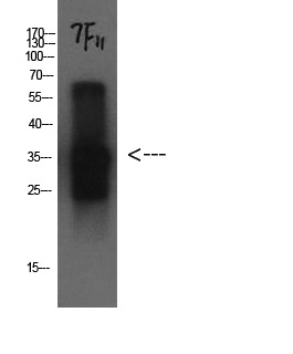 Anti-CST3 Antibody (1A172)