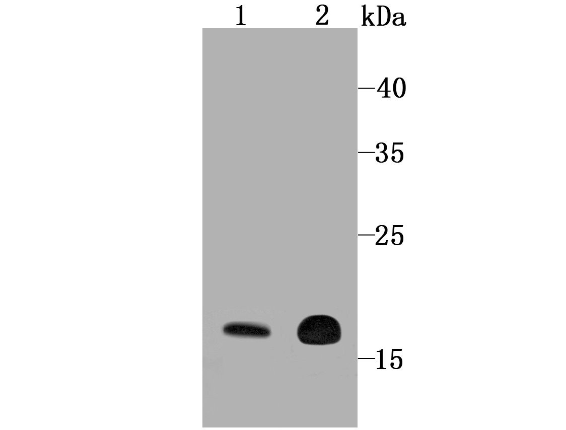 Anti-Cyclophilin F Antibody (6E743)