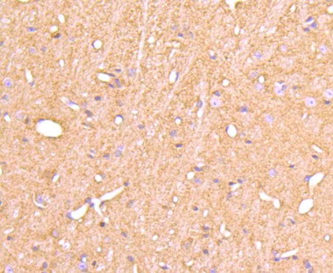 Anti-Cyclophilin F Antibody (6E743)