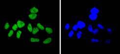 Anti-Cyclin H Antibody (8F15)