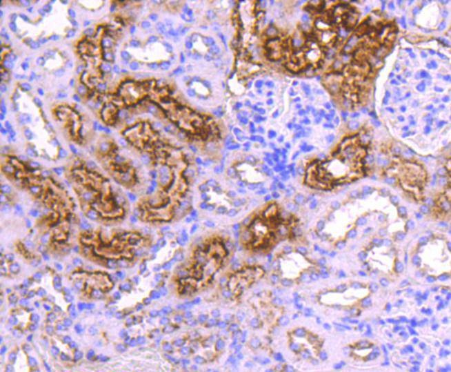 Anti-CST3 Antibody (6K312)