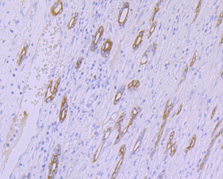 Anti-CYP26A1 Antibody (8F696)