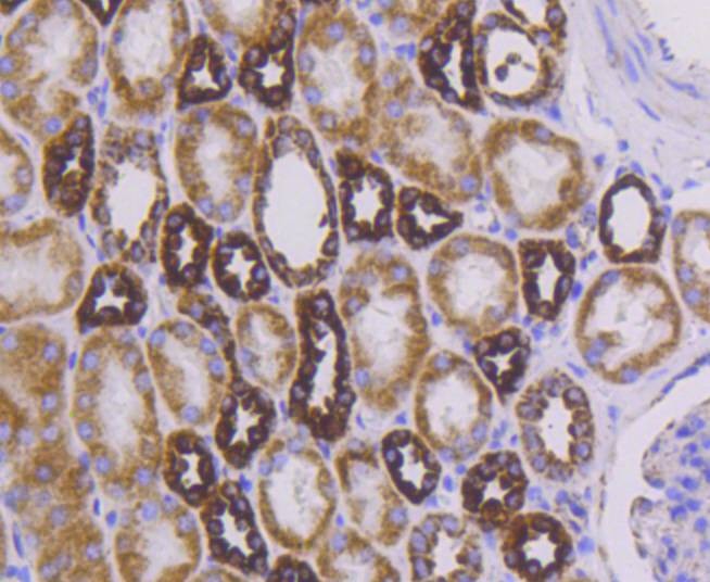 Anti-CYCS Antibody (9A456)