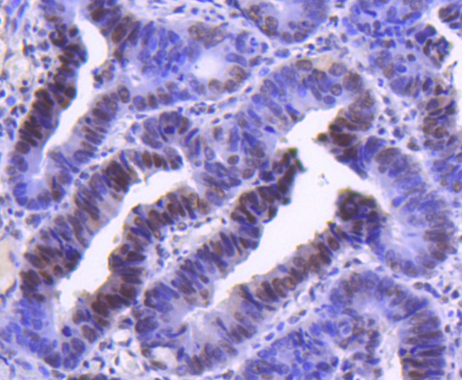 Anti-Cyclin H Antibody (8F15)