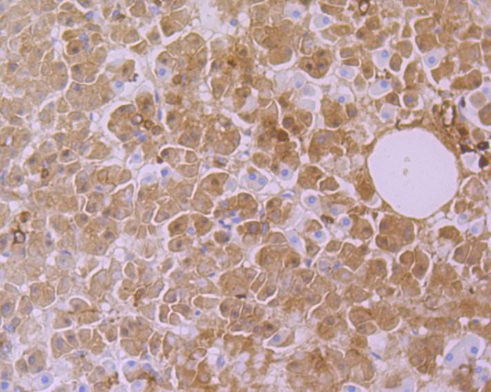 Anti-CYP26A1 Antibody (8F696)