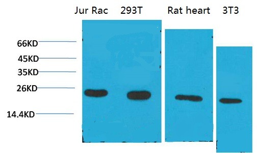 Anti-Cyclophilin B Antibody (2S390)
