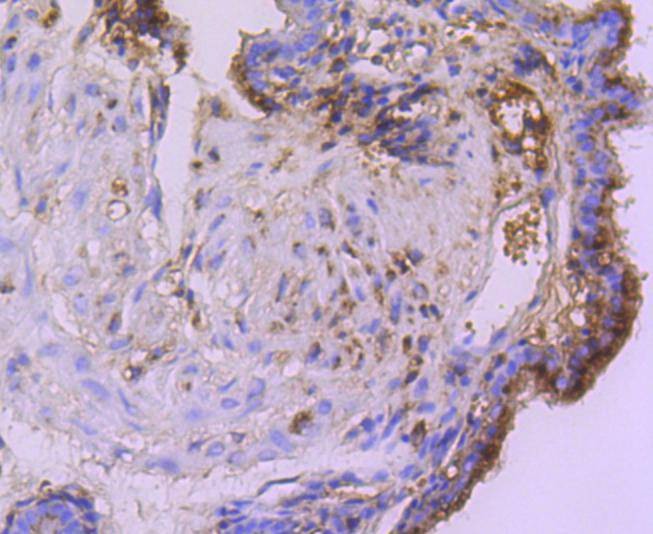 Anti-CST3 Antibody (6K312)
