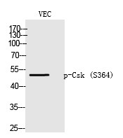 Anti-Phospho-CSK (Ser364) Polyclonal Antibody