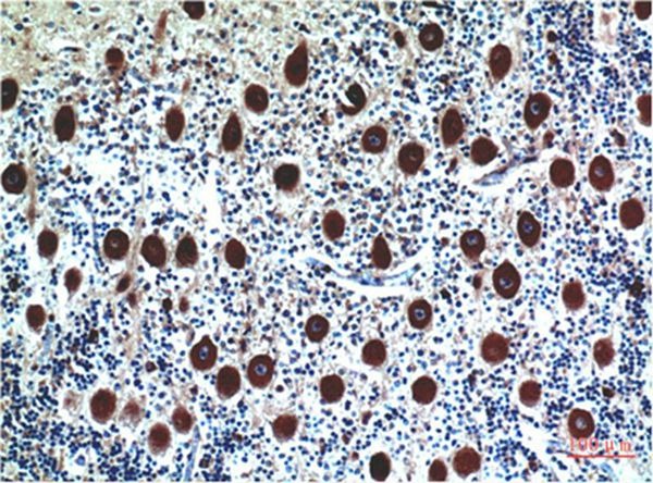 Anti-CST3 Antibody (4F224)