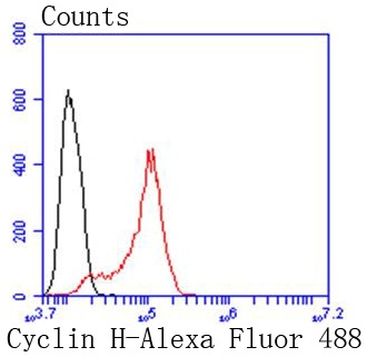 Anti-Cyclin H Antibody (8F15)