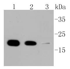 Anti-Cyclophilin B Antibody (1B168)