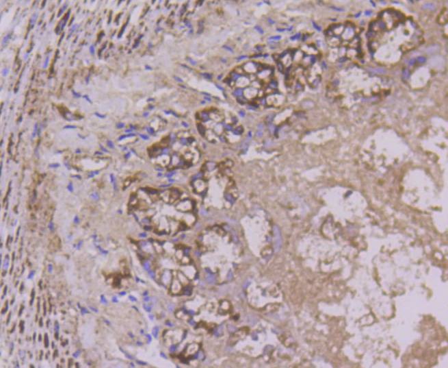 Anti-CYCS Antibody (9A456)