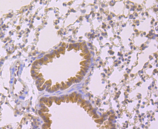 Anti-Cyclophilin A Antibody (4Y81)