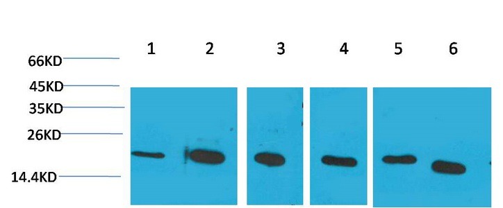Anti-Cyclophilin B Antibody (5H205)